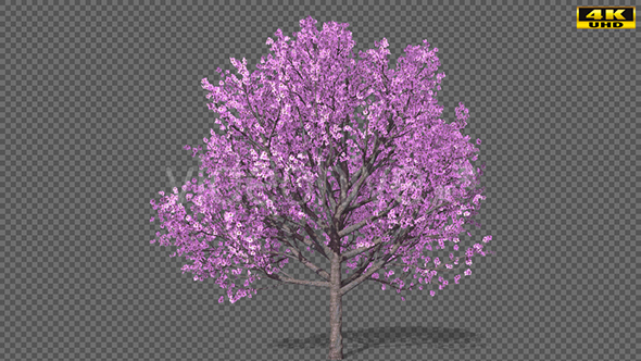 Growing Spring Tree alt