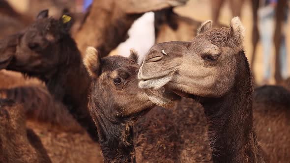 Camels in Slow Motion at the Pushkar Fair, Also Called the Pushkar Camel Fair