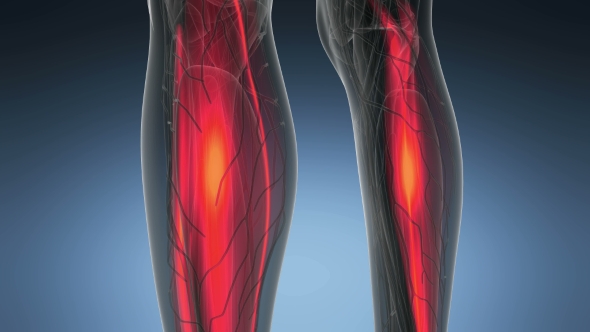 Human Muscle Anatomy alt