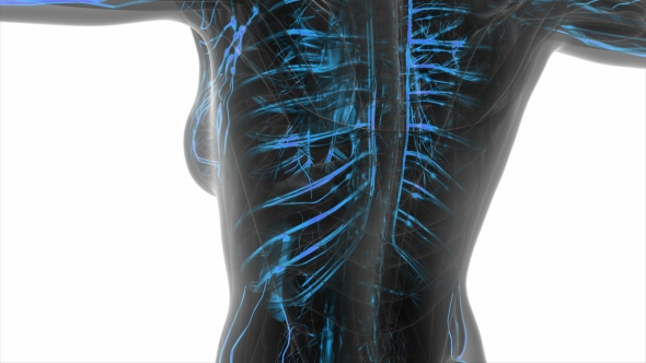 Human Body with Glow Blood Vessels alt