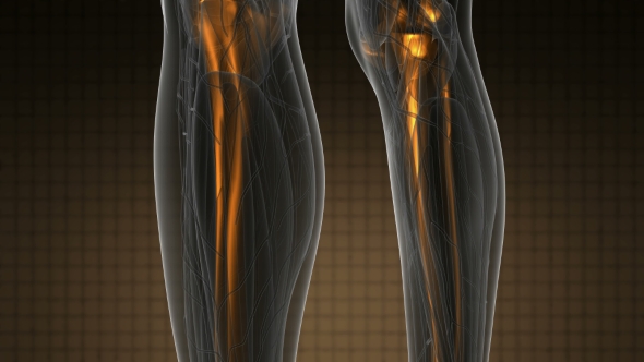 Human Body with Visible Skeletal Bones alt