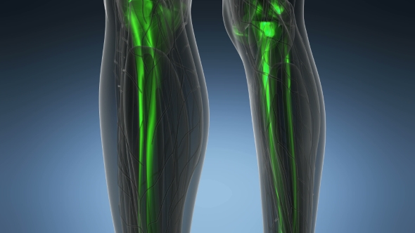 Human Body with Visible Skeletal Bones alt