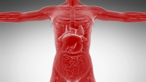 Anatomy Tomography Scan of Human Body alt