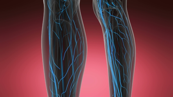 Human Body with Glow Blood Vessels alt