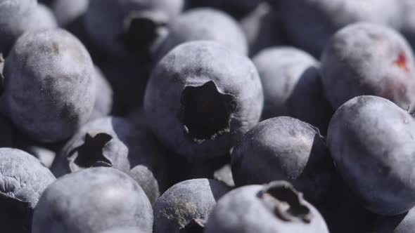 Close Up Blueberry Rotating Background. Lot of Ripe Blueberries Close Up. Organic and Healthy Food.