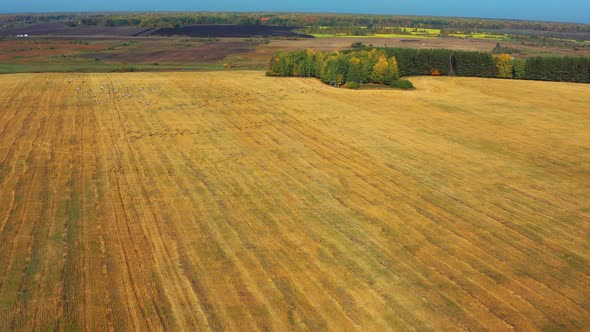 Aerial View of a Flock of Birds Flying Over a Field in Sunny Summer Weather