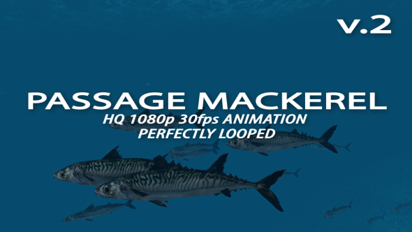 Passage Mackerel 2