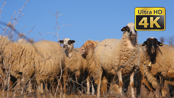 Sheep Against The Blue Sky