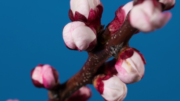 Blooming Branch of Apricot Tree
