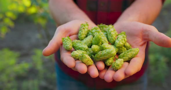 Closeup of Male Hands Holding Green Hop Cones for Making Beer
