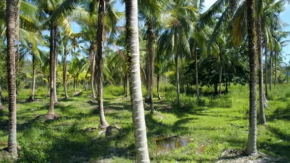 Drone shot of a buffalo standing on a small pond inside coconut farm. FLY LEFT TO RIGHT