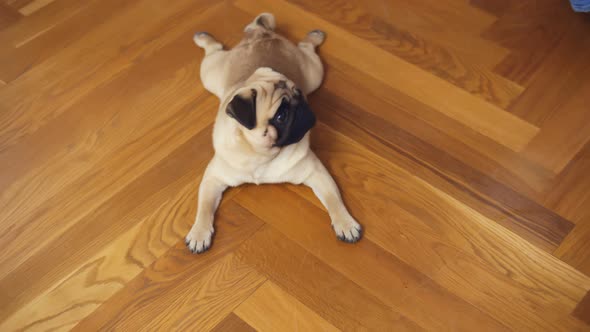 High Angle View of Adorable Pug Dog Lying on Wooden Floor with Claws Scratches at Home