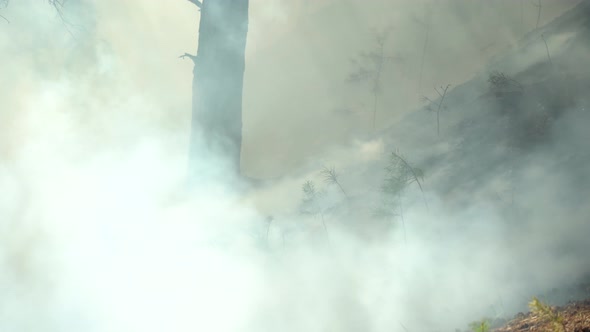 Extinguishing a Forest Fire Closeup