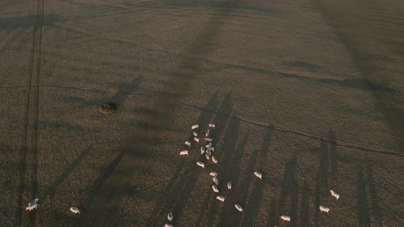 A Herd Of White Sheep Eating Grass In Rural Farmlands At Sunrise In Ireland. - Aerial Drone Shot