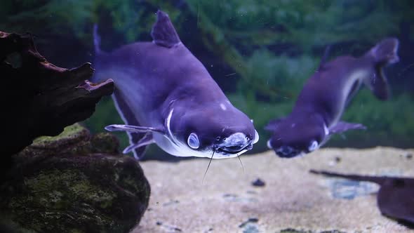 Pangasius Fish Swims In A Backlit Aquarium (2)