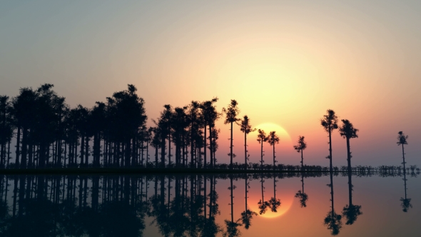 Sun Shining Through the Trees alt