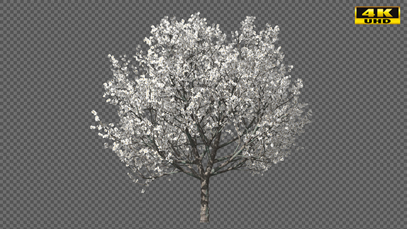 Blossoming Tree in Spring alt