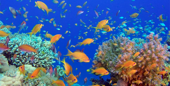 Underwater Sea Coral Reef