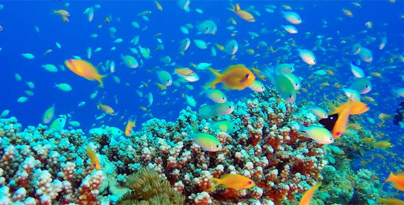 Beautiful Underwater Colorful Reef Fishes