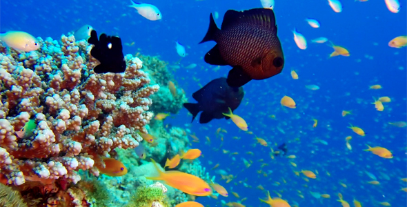 Tropical Colorful Underwater Scene