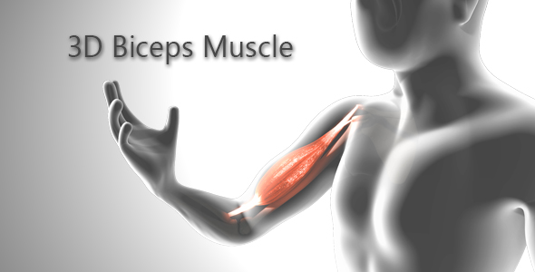 3D Biceps Muscle alt