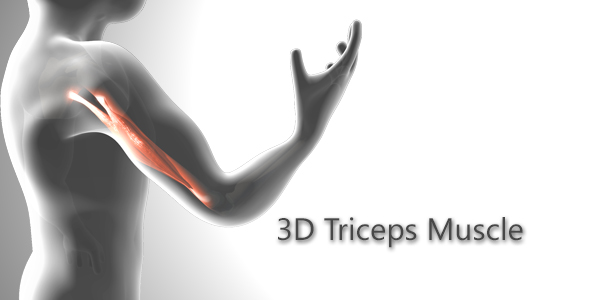 3D Triceps Muscle alt