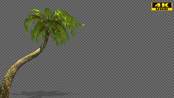 Growing Palm Tree alt