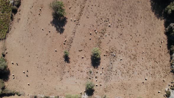 Aerial top down drone view of the sheep, cattle grazing on farm pasture in the Greek valley.