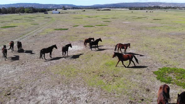 Aerial View of Grassland with Horses