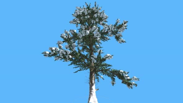 White Fir Snow on Branches Coniferous Evergreen