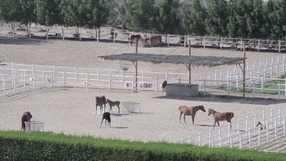 Horses in Corral on Farm Landscape