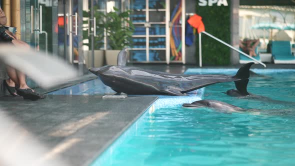 The Girl the Trainer Works with Dolphins