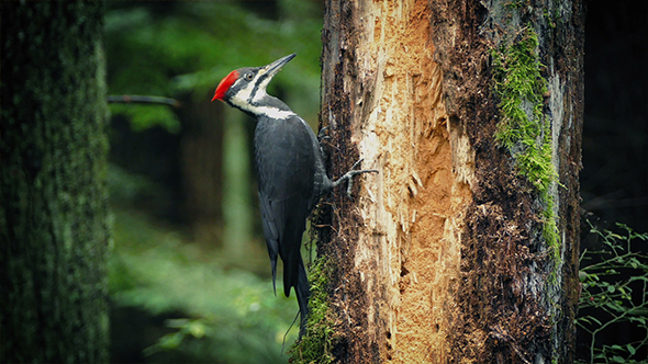 Woodpecker Pecking At Tree In The Forest (2 Clips)