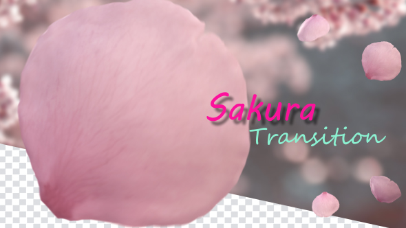 Cherry Blossom Sakura Transition