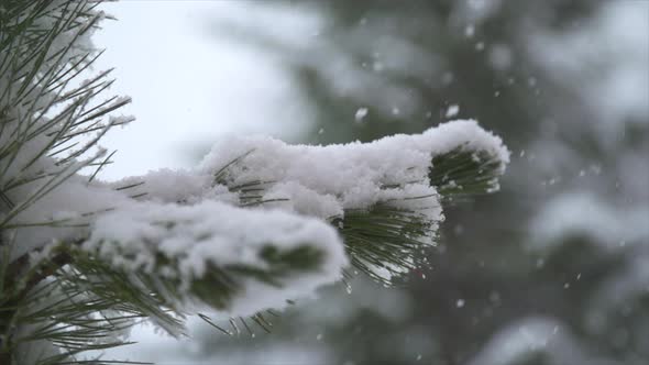 Snow snowing on a tree in the winter.