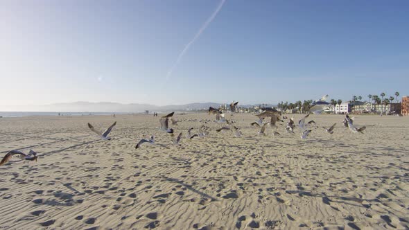 Seagulls on a beach