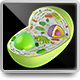 3D Model of Plant Cell - 3DOcean Item for Sale