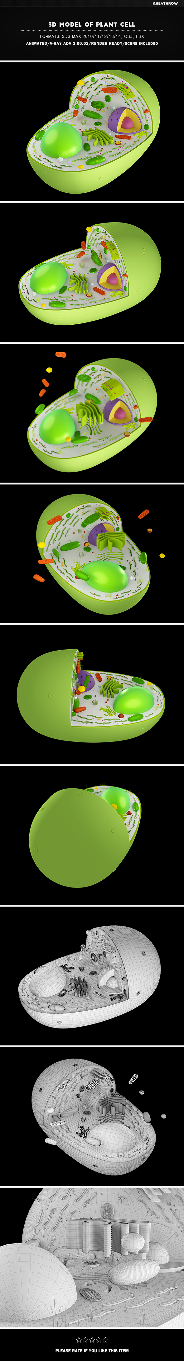 3D Model of Plant Cell