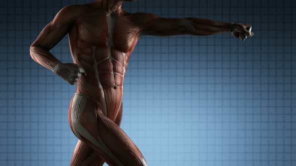 Human Muscle Anatomy alt