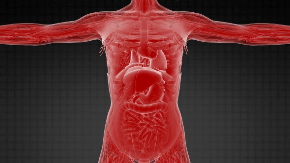 Anatomy Tomography Scan of Human Body alt