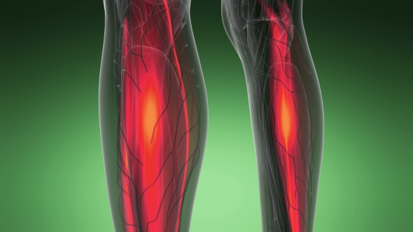 Human Muscle Anatomy alt