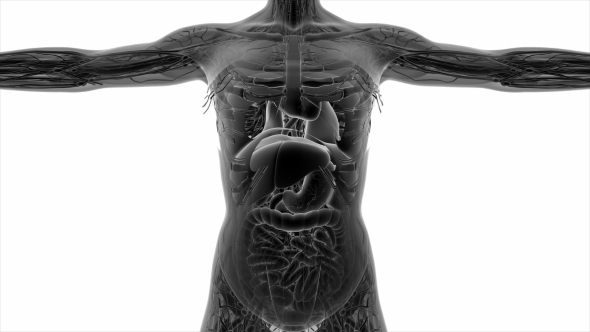Anatomy Tomography Scan of Human Body alt