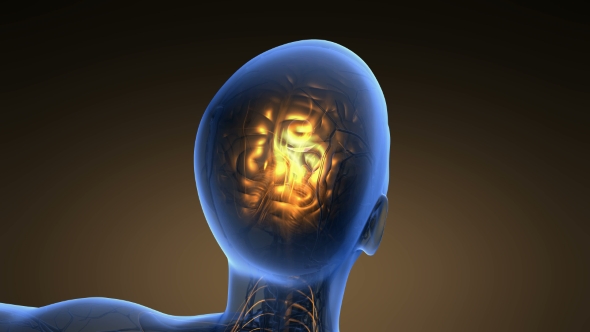 Anatomy of Human Brain alt
