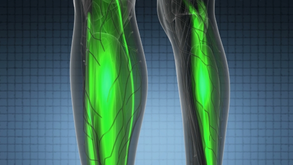 Human Muscle Anatomy alt