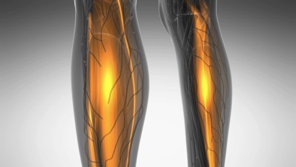 Human Muscle Anatomy alt