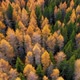 Aerial view of colorful larch forest in autumn season. Yellow and green trees.  - VideoHive Item for Sale