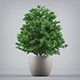Potted Plant - 3DOcean Item for Sale