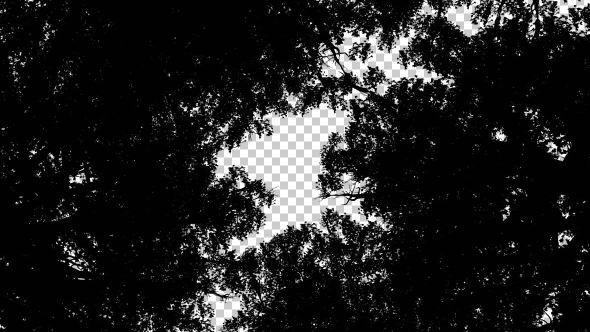 Tree Silhouettes - Low Angle Shot alt