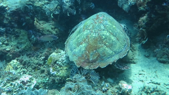 Hawksbill Sea Turtle Current on Coral Reef Island Bali.