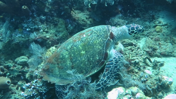 Hawksbill Sea Turtle Current on Coral Reef Island Bali.